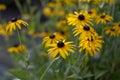 Rudbeckia hirta yellow flower with black brown centre in bloom, black eyed susan in the garden Royalty Free Stock Photo