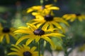 Rudbeckia hirta yellow flower with black brown centre in bloom, black eyed susan in the garden Royalty Free Stock Photo