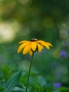 Rudbeckia hirta yellow flower on a green blurred background. Soft focus, shallow depth of field. Artistic poster, postcard Royalty Free Stock Photo
