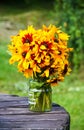 Rudbeckia hirta yellow flowers in a summer garden. Black-eyed Susan plants in flowering season Royalty Free Stock Photo