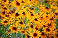 Rudbeckia hirta yellow flowers in a summer garden. Black-eyed Susan plants in flowering season Royalty Free Stock Photo