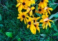 Rudbeckia hirta yellow flowers in a summer garden. Black-eyed Susan plants in flowering season Royalty Free Stock Photo