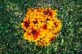 Rudbeckia hirta yellow flowers in a summer garden. Black-eyed Susan plants in flowering season Royalty Free Stock Photo