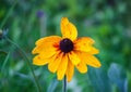 Rudbeckia hirta yellow flowers in a summer garden. Black-eyed Susan plants in flowering season Royalty Free Stock Photo