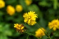 Rudbeckia laciniata. Cultivated flower.