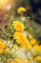 Rudbeckia laciniata cutleaf coneflower, august blooming.Beautiful natural background