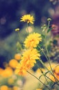 Rudbeckia laciniata cutleaf coneflower, august blooming.Vertical photography, toned image