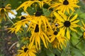 Rudbeckia laciniata cutleaf coneflower golden ball yellow flowers