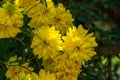 Rudbeckia laciniata cutleaf coneflower golden ball yellow flowers in summer garden