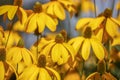 Rudbeckia laciniata, the cutleaf coneflower