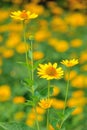 Rudbeckia laciniata flowers