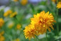 Rudbeckia Laciniata Flowers Golden Glow Coneflower Royalty Free Stock Photo