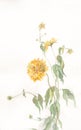 Rudbeckia laciniata flowers watercolor painting
