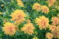 Rudbeckia laciniata. Yellow flowers