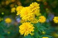 Rudbeckia laciniata. Yellow flowers close-up. Royalty Free Stock Photo