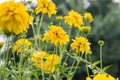 Rudbeckia laciniata yellow flowers Royalty Free Stock Photo