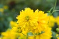 Rudbeckia laciniata yellow flowers Royalty Free Stock Photo