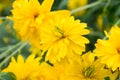 Rudbeckia laciniata yellow flowers Royalty Free Stock Photo