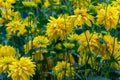 Rudbeckia laciniata yellow flowers closeup Royalty Free Stock Photo