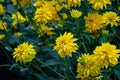 Rudbeckia laciniata yellow flowers closeup Royalty Free Stock Photo