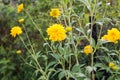 Rudbeckia laciniata yellow flowers closeup  selective focus Royalty Free Stock Photo
