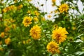 Rudbeckia laciniata yellow flowers in the garden. Background with colors Royalty Free Stock Photo