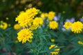 Rudbeckia laciniata. Yellow flowers in the summer garden. Royalty Free Stock Photo