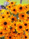 Rudbeckia marmalade