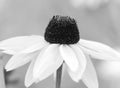 Rudbeckia Marmalade flower with large petals