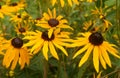 Rudbeckia maxima Royalty Free Stock Photo