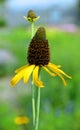 Rudbeckia maxima, the great coneflower, Royalty Free Stock Photo