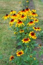 Rudbeckia. Rudbeckia hirta. African flower Black-eyed Susan.