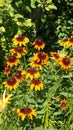 Rudbeckia - solar flower Royalty Free Stock Photo