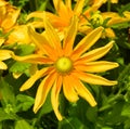 Rudbeckia. The species are commonly called coneflowers