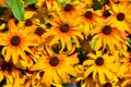 Rudbeckia. The species are commonly called coneflowers