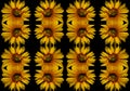 Rudbeckia. The species are commonly called coneflowers