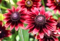 Rudbeckia. The species are commonly called coneflowers and black-eyed-susans;