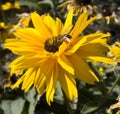 Rudbeckia sunflower