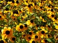 Rudbeckia, Toto, Black-Eyed Susan flowers of the Asteraceae family. Many bright beautiful yellow rudbeckia mixed triloba Royalty Free Stock Photo