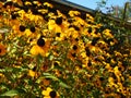 Rudbeckia, Toto, Black-Eyed Susan flowers of the Asteraceae family. Many bright beautiful yellow rudbeckia mixed triloba Royalty Free Stock Photo