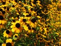 Rudbeckia, Toto, Black-Eyed Susan flowers of the Asteraceae family. Many bright beautiful yellow rudbeckia mixed triloba Royalty Free Stock Photo