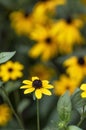 Brown-eyed Susan flowers