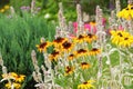 Rudbeckia triloba (Browneyed susan) flower in the summer garden