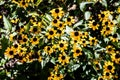 Rudbeckia triloba Royalty Free Stock Photo