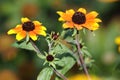 Rudbeckia triloba `Red Sport is a tall plant that grows easily with lots of flowers