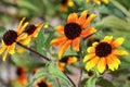Rudbeckia triloba blooms in the summer period with many small flowers