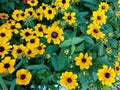 Rudbeckia triloba,Three-leaved coneflower browneyed or brown-eyed susan, thin-leaved coneflower or , group of the Royalty Free Stock Photo