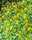 Rudbeckia triloba yellow flowers (browneyed Susan, brown-eyed Susan, thin-leaved coneflower, three-leaved coneflower). Royalty Free Stock Photo