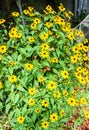 Rudbeckia triloba yellow flowers Royalty Free Stock Photo