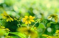 Rudbeckia triloba yellow flowers Royalty Free Stock Photo